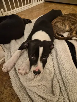 Po Boy - Zoey's Litter