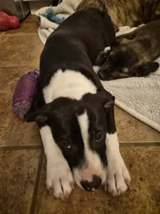 Po Boy - Zoey's Litter