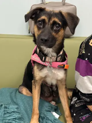 Hallie (Twitch Litter Mom)