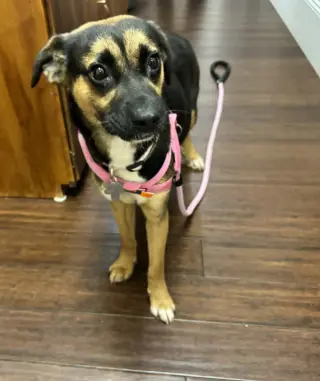 Hallie (Twitch Litter Mom)