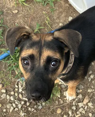 Hallie (Twitch Litter Mom)