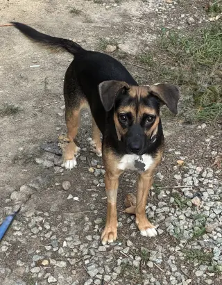 Hallie (Twitch Litter Mom)