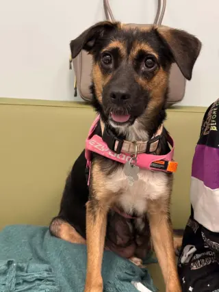 Hallie (Twitch Litter Mom)