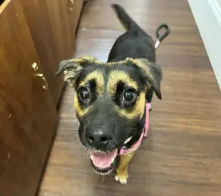 Hallie (Twitch Litter Mom)