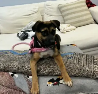 Hallie (Twitch Litter Mom)