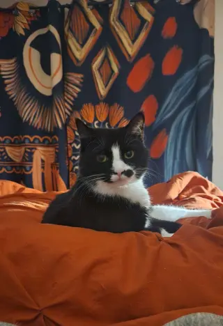 Rosa
