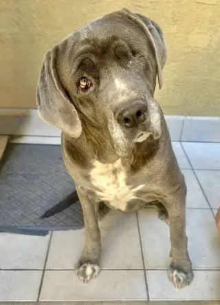 Octavia