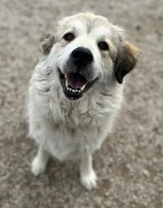 Juno