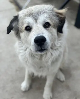 Juno