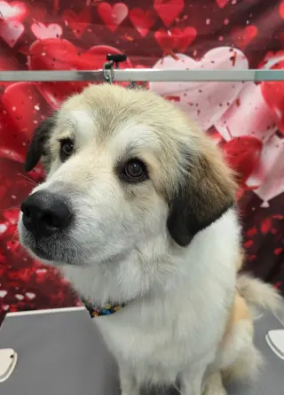 Juno
