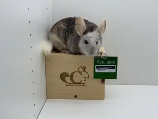 Bumble