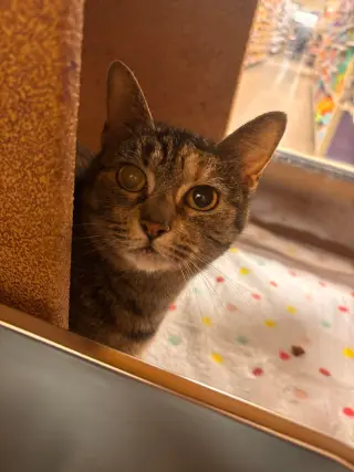Koko