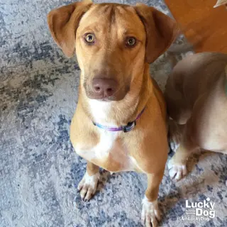 Dobby