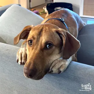 Dobby