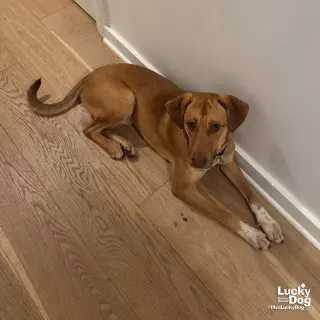 Dobby
