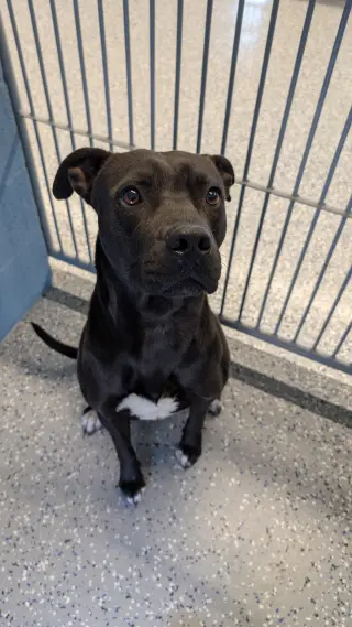 ONYX #2