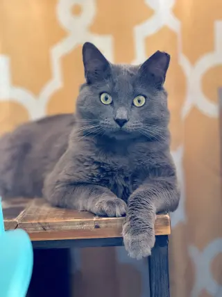 Baloo