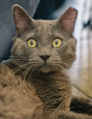 Baloo