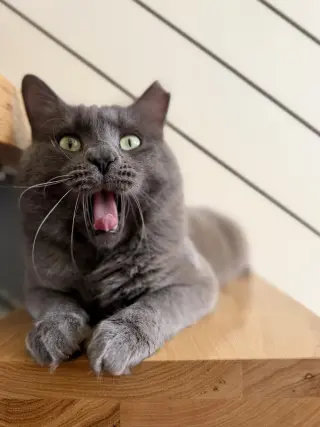 Baloo