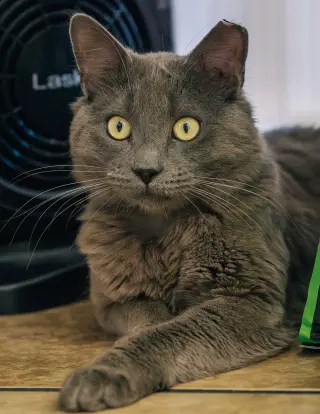 Baloo