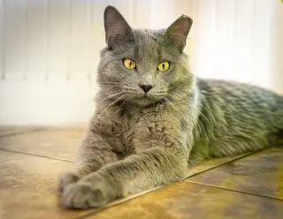 Baloo