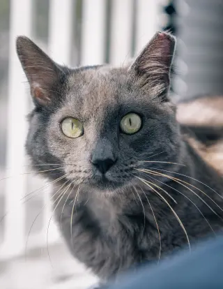 Baloo