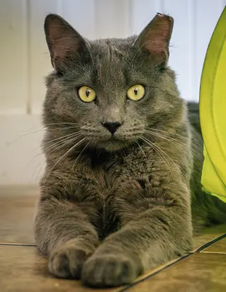 Baloo