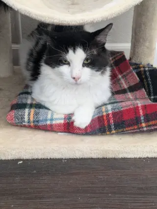 Gilbert