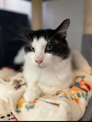 Gilbert