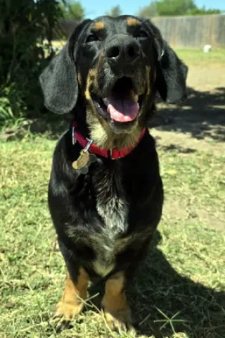 CARLA