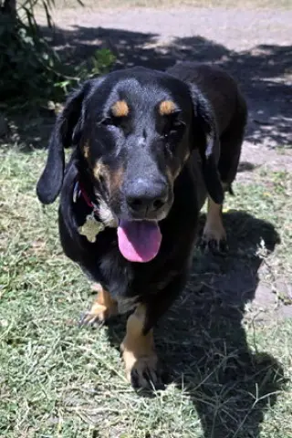 CARLA