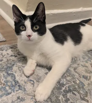 Cody Beans