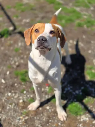 Dillon