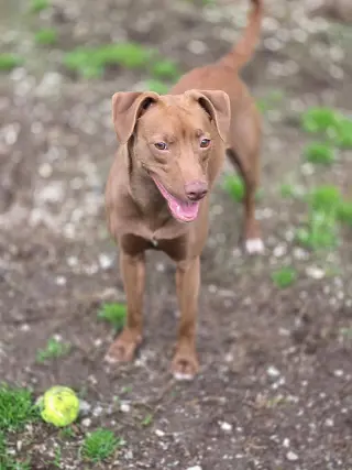 Truffle