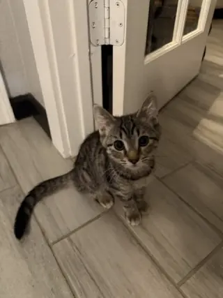 Piper