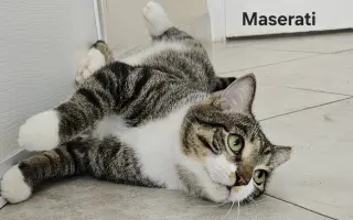 Maserati