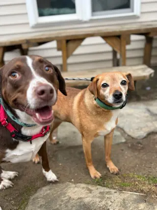 Sally aka Spunky Sully