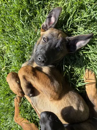 Zoey