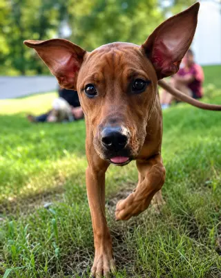 Ellie