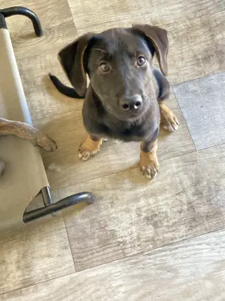 Pickles
