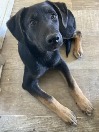 Pickles