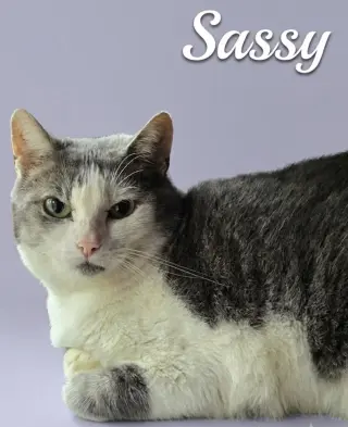 Sassy