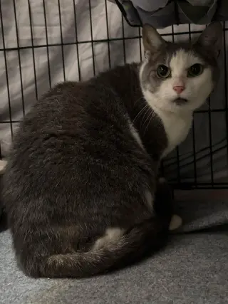 Sassy