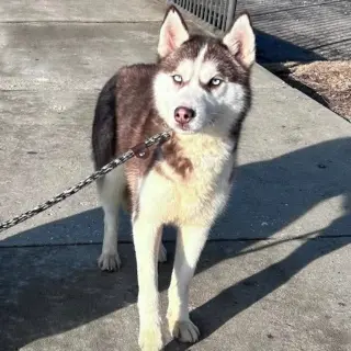 Togo