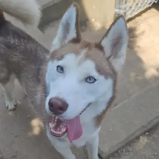 Balto
