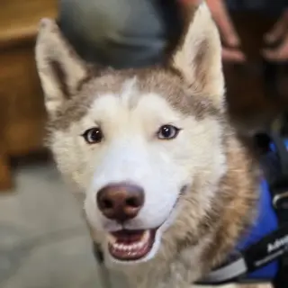 Balto
