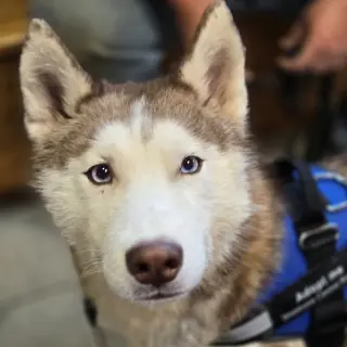 Balto