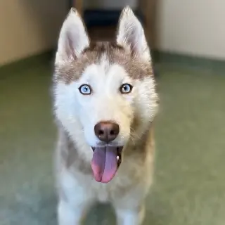 Balto
