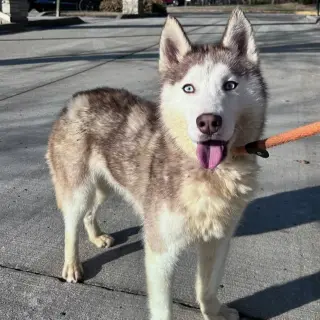 Balto