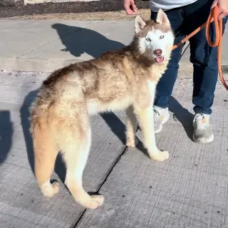 Balto